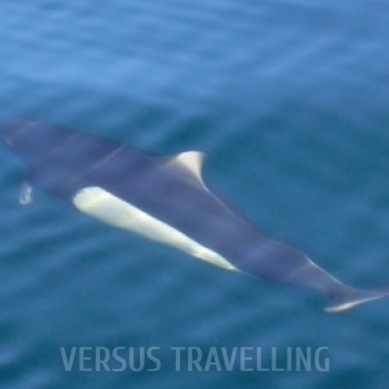 Pacific white-sided dolphin 