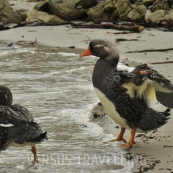 Falkland steamer duck 