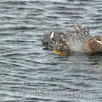 Falkland steamer duck 
