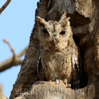 Indian scops owl