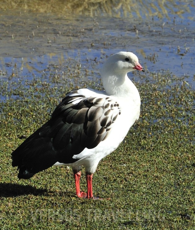 Andean goose