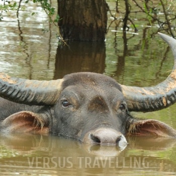 Water Buffalo, or Buffalo Asian