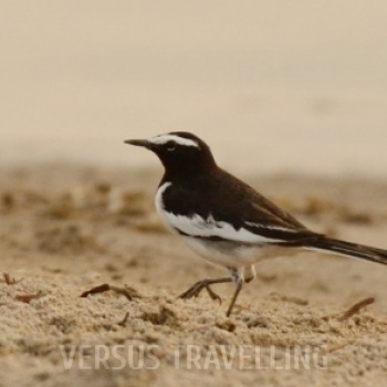 White-browed wagtail 