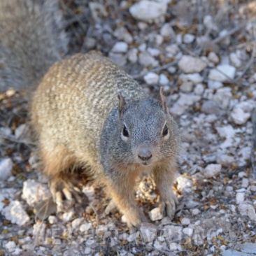Arizona gray squirrel 