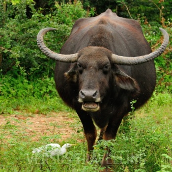 Water buffalo or Buffalo Asian