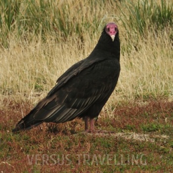 Turkey vulture, turkey or katarta