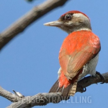 Scarlet-backed woodpecker