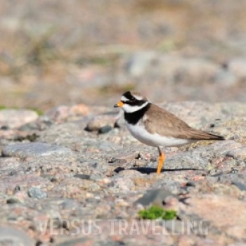 Сommon ringed plover 