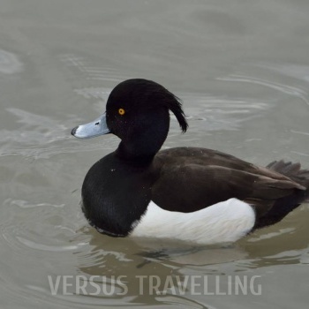 Tufted duck