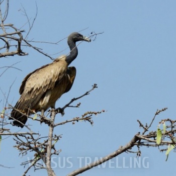 Indian vulture