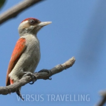 Scarlet-backed woodpecker
