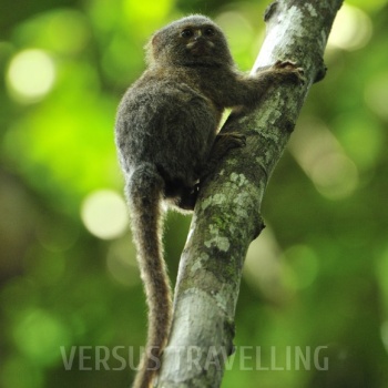 Pygmy marmoset 