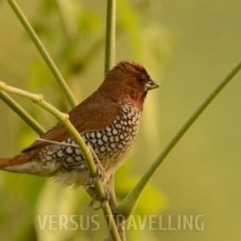 Scaly-breasted Munia or Spotted Munia 