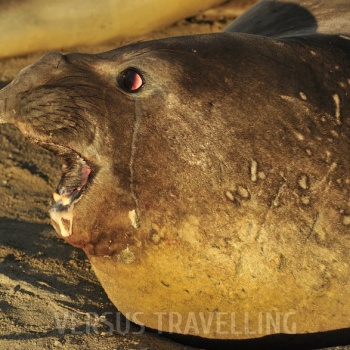 Soutern Elephant Seal