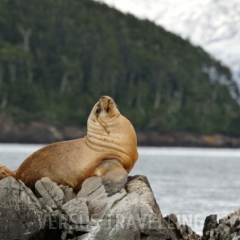 South American sea lion