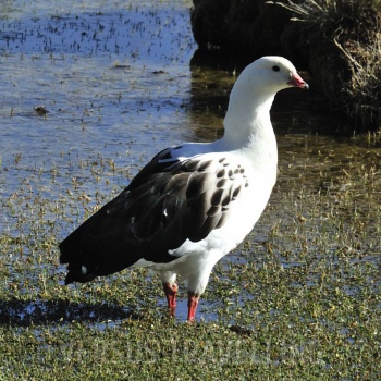 Andean goose