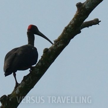 Black ibis 