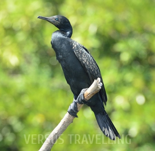 Indian cormorant