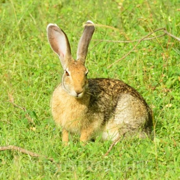 Black-naped Hare or Indian hare