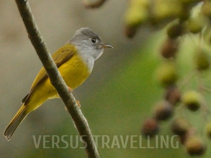 Grey-headed canary-Flycatcher