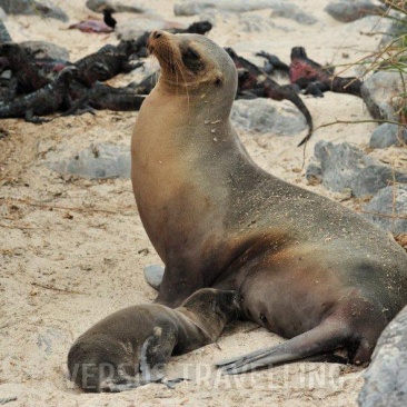 Galаpagos sea lion 