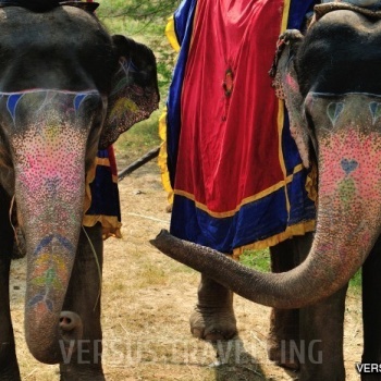India. Jaipur. Elephant body art. October 2012