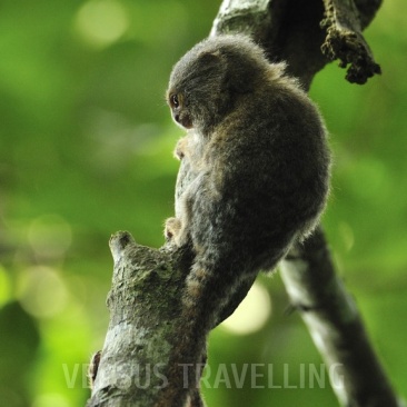 Pygmy marmoset 