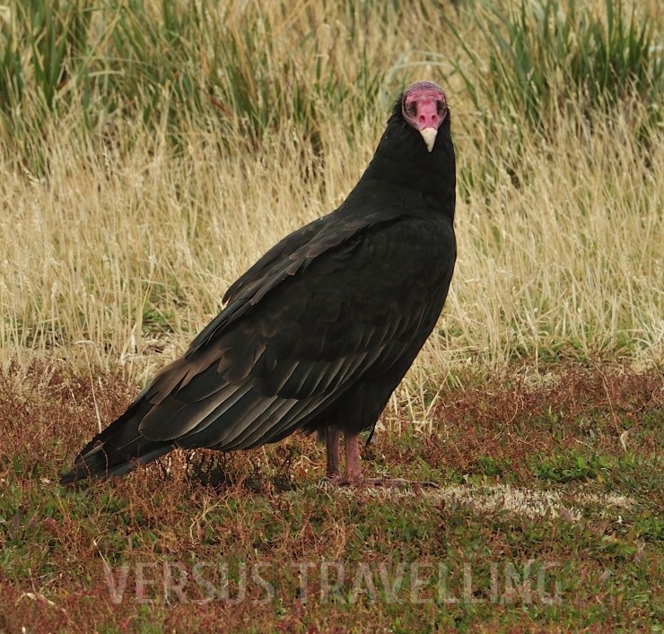 Turkey vulture, turkey or katarta