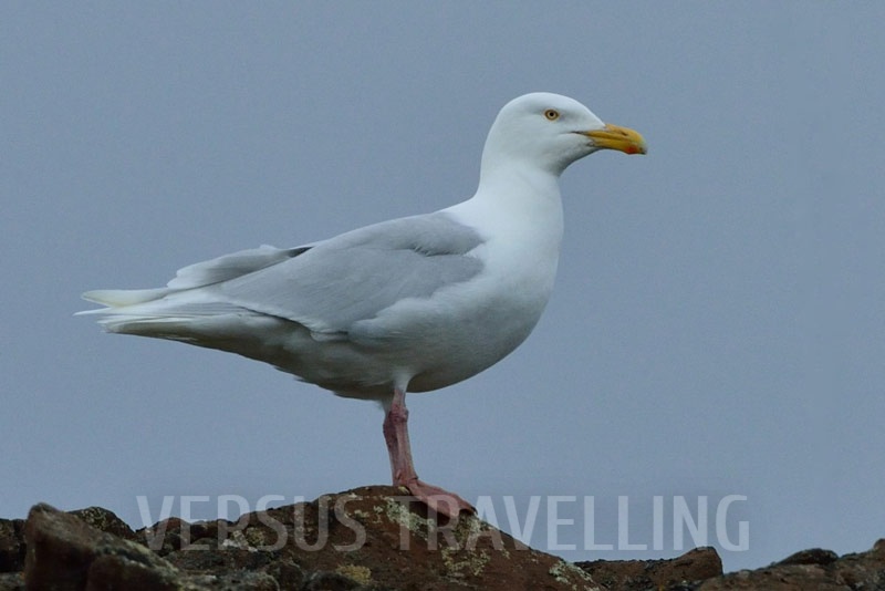 Glaucous gull