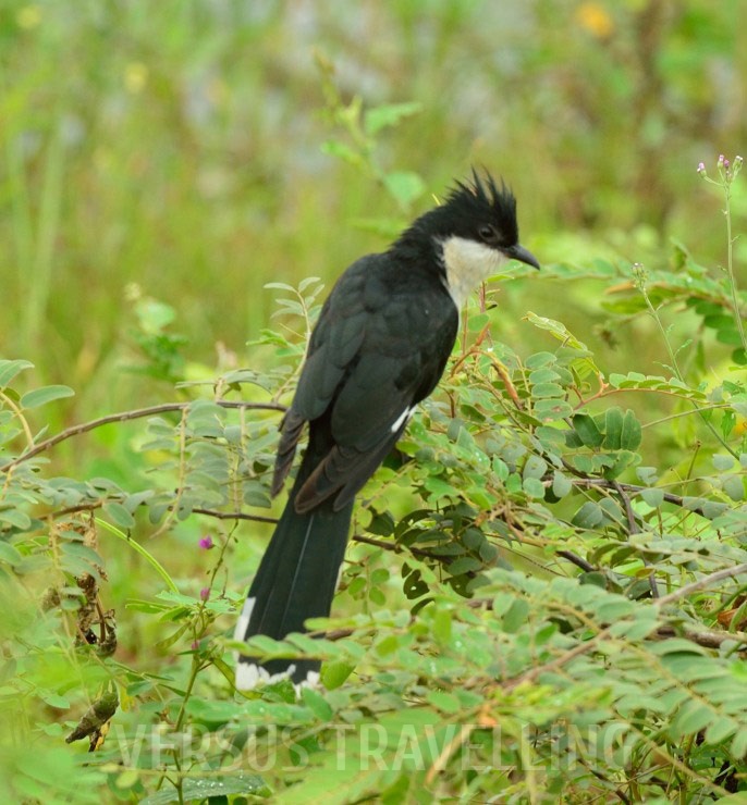 Jacobin Cuckoo, Pied crested  