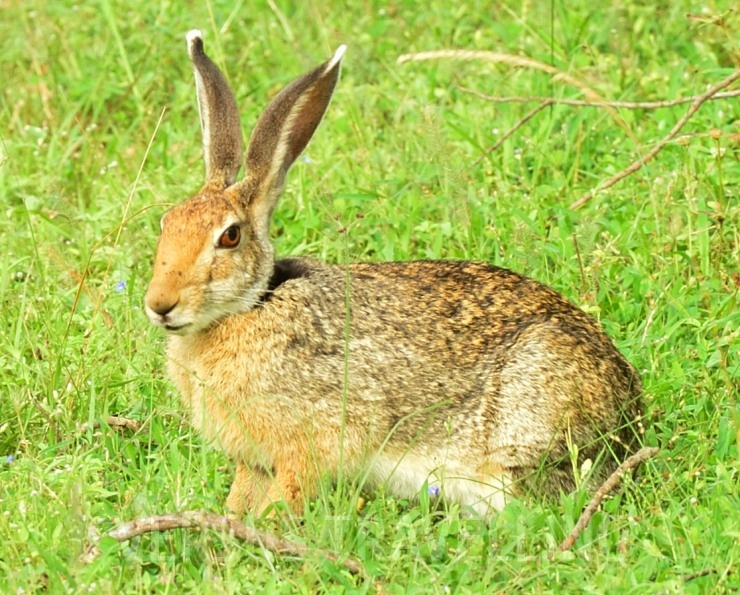 Indian hare or Black-naped Hare