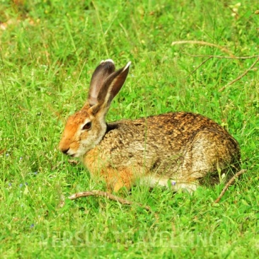 Black-naped Hare or Indian hare