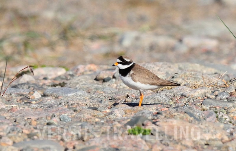 Сommon ringed plover