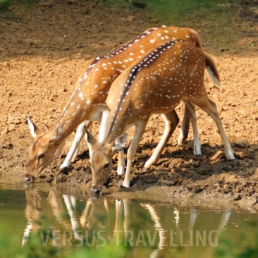 Sri Lanka spotted deer