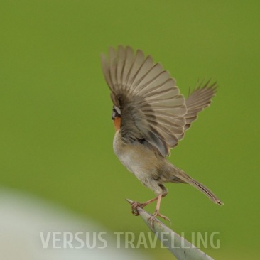 Rufous-collared sparrow 