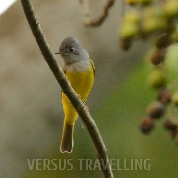 Grey-headed canary-Flycatcher