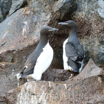 Thick-billed murre