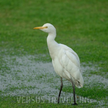 Сattle egret