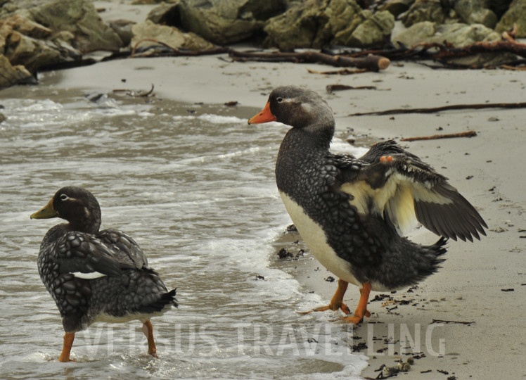 Falkland steamer duck