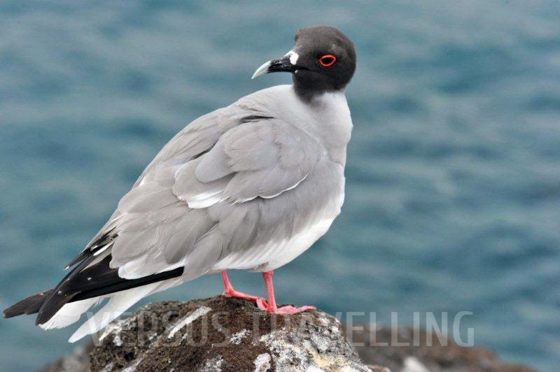Swallow-tailed gull 
