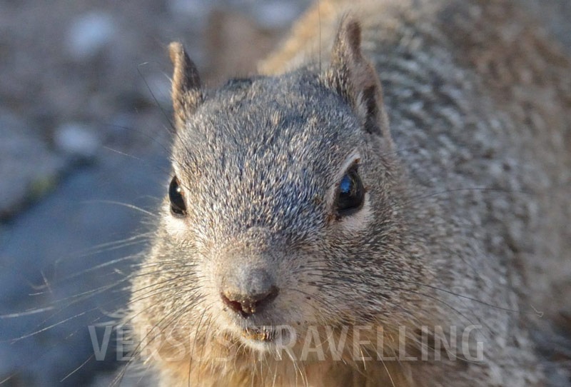 Arizona gray squirrel 