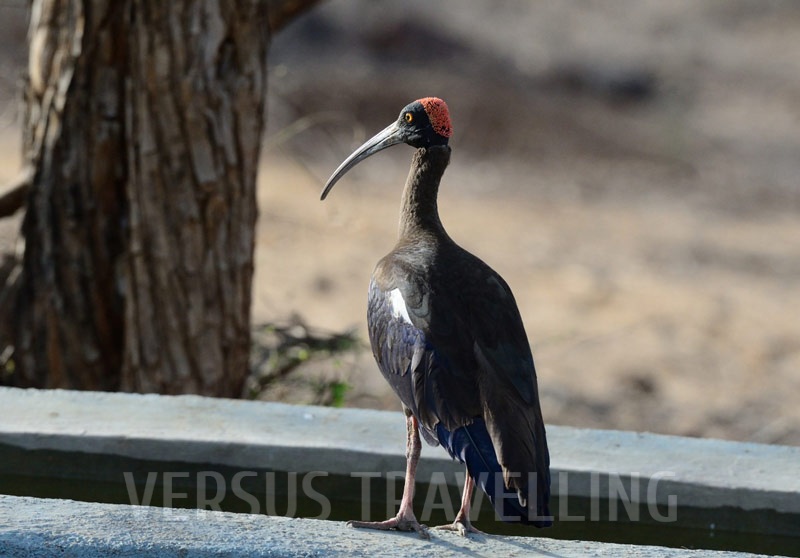 Black ibis 