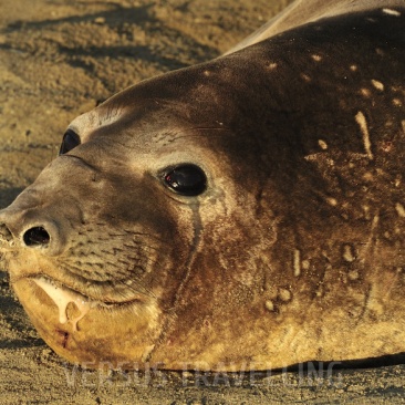Soutern Elephant Seal