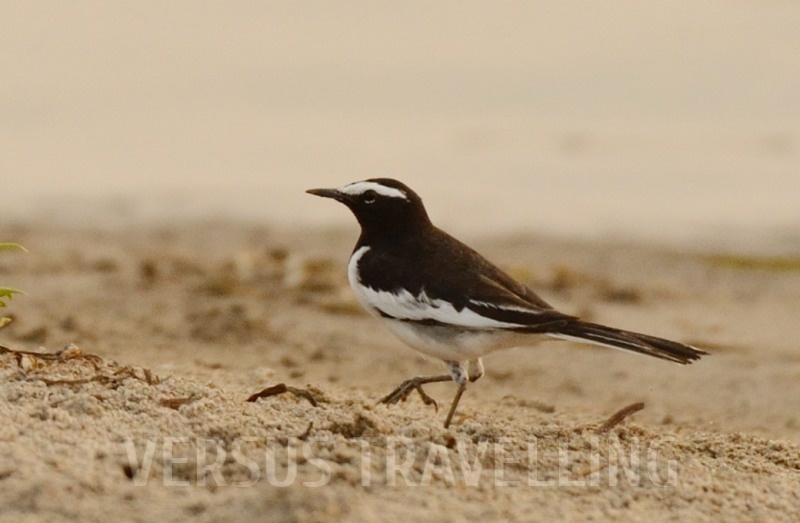 White-browed wagtail or Large pied wagtail