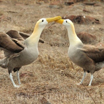 Waved albatross 